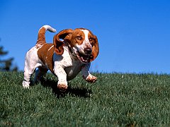 High on Life, Basset Hound